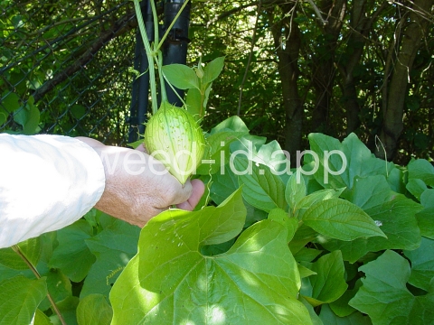 wild cucumber, western